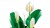 LEGO Botanical 11504 Skrzydłokwiat w doniczce