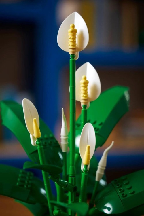 LEGO Botanical 11504 Skrzydłokwiat w doniczce