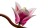 LEGO Botanicals 11510