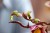 LEGO Botanicals 11510