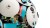 LEGO Editions Sports 43019