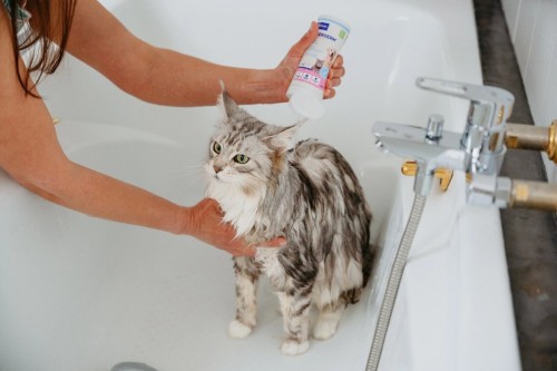 VIRBAC ALLERDERM szampon dla skóry wrażliwej psów i kotów 250ml