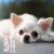 JM SANTE VET PROTECTOR OCZY LIGO krople do oczu 3ml