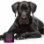 JM SANTE MONOVET POWER COLLAGEN 120g