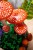 LEGO Botanical Collection 11505 - Grzyby leśne