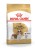 ROYAL CANIN BHN Cavalier King Charles Spaniel Adult - sucha karma dla psa dorosłego - 1,5kg