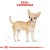 ROYAL CANIN BHN Chihuahua Adult - mokra karma dla psa dorosłego - 12x85g