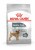 ROYAL CANIN CCN Mini Dental Care - sucha karma dla dorosłych psów - 3 kg