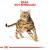 ROYAL CANIN Bengal Adult - sucha karma dla dorosłego kota - 2 kg