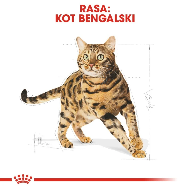 ROYAL CANIN Bengal Adult - sucha karma dla dorosłego kota - 2 kg