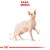 ROYAL CANIN FBN Sphynx Adult - sucha karma dla dorosłego kota - 2kg