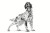 ROYAL CANIN Hypoallergenic - sucha karma dla psa - 2kg