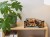 LEGO Ideas 21319 - Central Perk