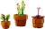LEGO Icons 10329 - Małe roślinki
