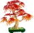 LEGO Botanical Collection 10348 - Klon palmowy Bonsai