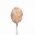 3Coty TURKEY + GOOSE for Kittens 180g