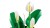 LEGO Botanical Collection 11504 - Skrzydłokwiat