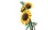 LEGO Botanicals 11502 - Bukiet słoneczników