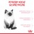 ROYAL CANIN Kitten 36 - sucha karma dla kota - 2 kg