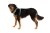 Ruffwear 30503-355S1 szelki dla psów / kotów XS Zielony Nylon, Poliester Pies Nierozciągliwa uprząż