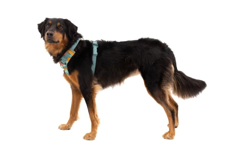 Ruffwear 30503-355S1 szelki dla psów / kotów XS Zielony Nylon, Poliester Pies Nierozciągliwa uprząż