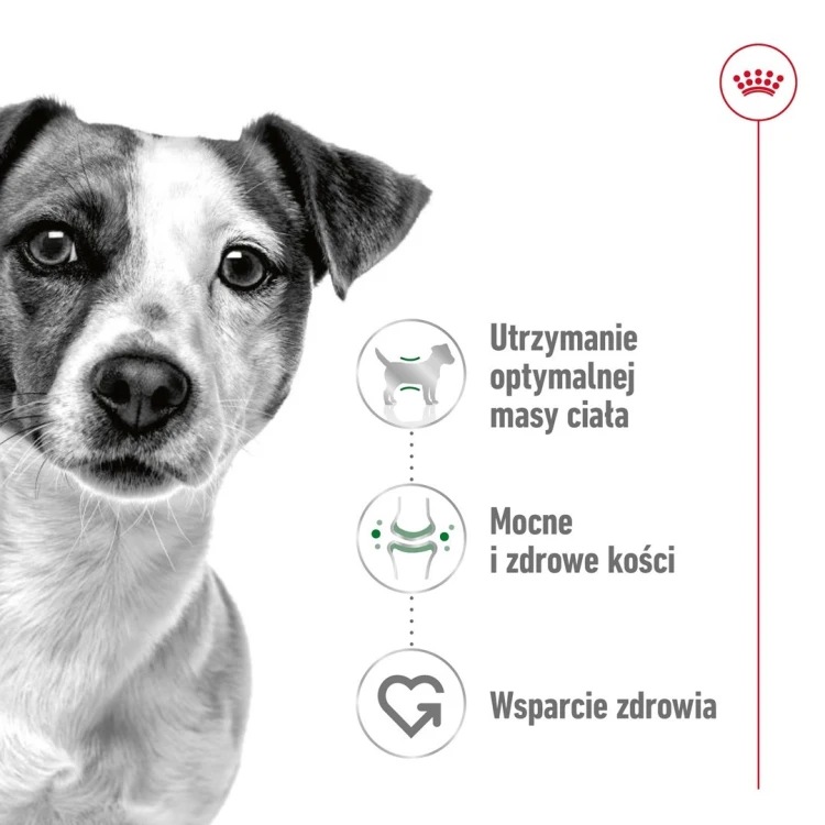 ROYAL CANIN SHN Mini Adult w sosie 12X85G