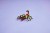 LEGO Creator 3w1 31159 - Dzikie zwierzęta: niezwykły pająk